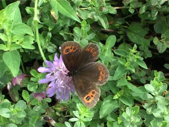 Graubindiger Mohrenfalter ( Erebia aethiops ) : Nettersheim/Urfttal, Eifel, 06.08.2006